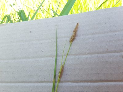 Carex microdonta, photographed by L Penn