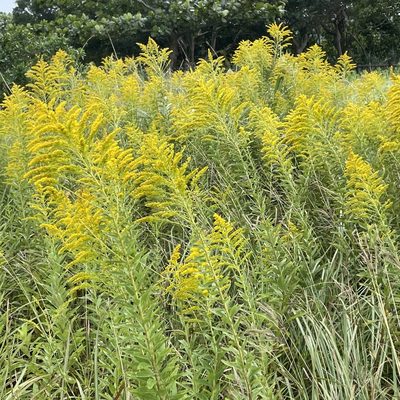Solidago altissima, photographed by Takaaki Hattori