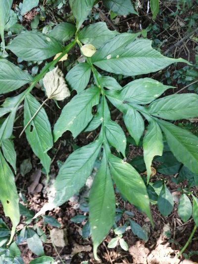 Amorphophallus henryi, photographed by 五色鳥