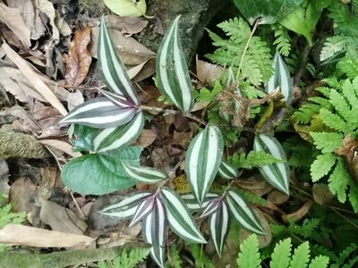 Tradescantia zebrina, photographed by 五色鳥