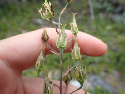 Anticlea elegans, photographed by Ellyne Geurts