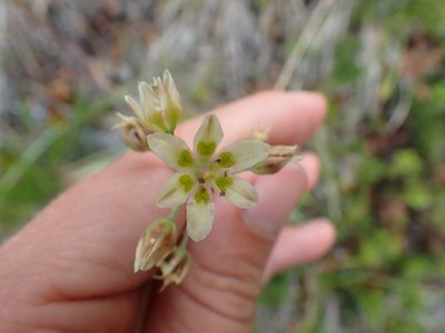Anticlea elegans, photographed by Ellyne Geurts