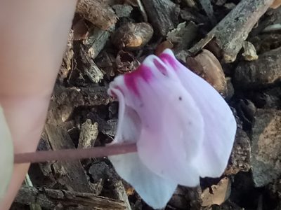 Cyclamen africanum, photographed by Karim Haddad