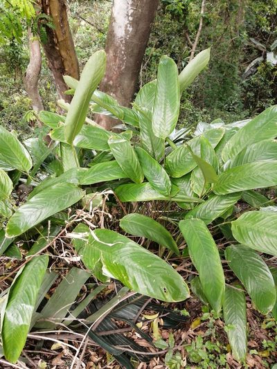 Maranta arundinacea, photographed by Mmatjie Mashao