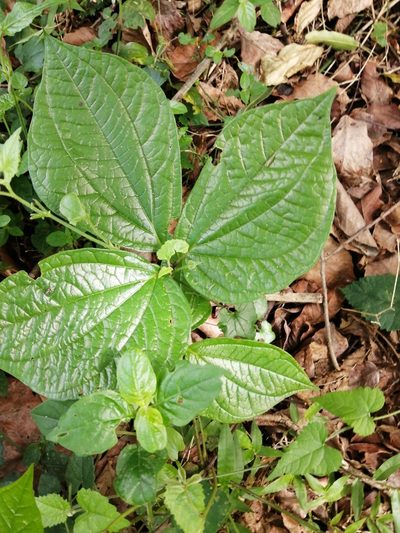 Dioscorea dregeana, photographed by Mmatjie Mashao