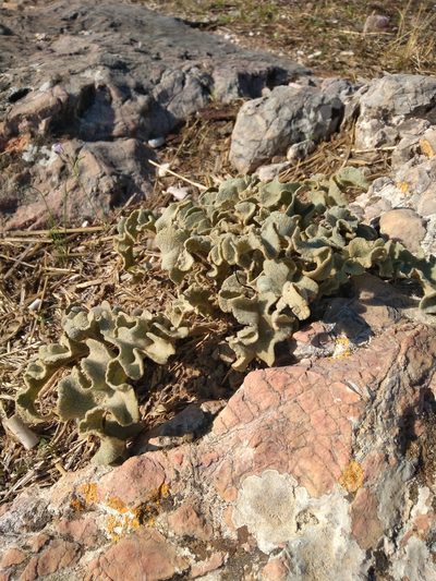 Verbascum undulatum, photographed by kfa