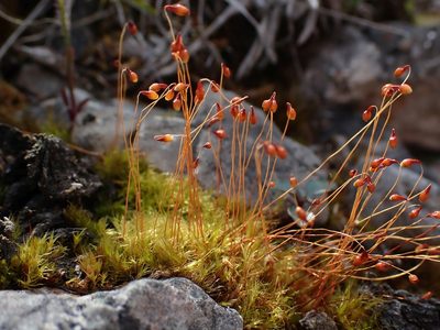 Leptobryum pyriforme, photographed by Ellyne Geurts