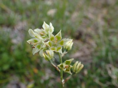 Anticlea elegans, photographed by Ellyne Geurts