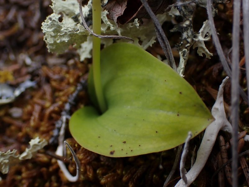 Galearis rotundifolia, photographed by Ellyne Geurts