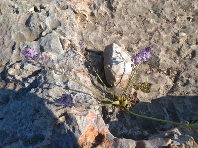 Prospero autumnale, photographed by kfa
