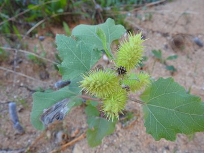 Xanthium orientale, photographed by Duarte Frade