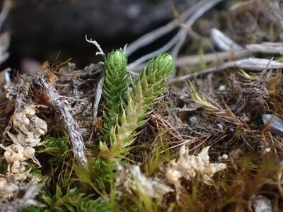 Selaginella spinulosa, photographed by Ellyne Geurts