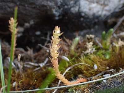 Selaginella spinulosa, photographed by Ellyne Geurts