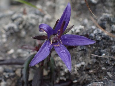 Campanula aurita, photographed by Ellyne Geurts