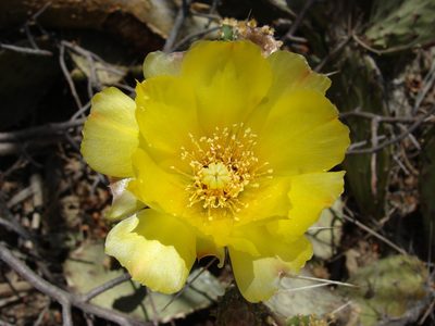 Opuntia bravoana, photographed by Alexis López Hernández