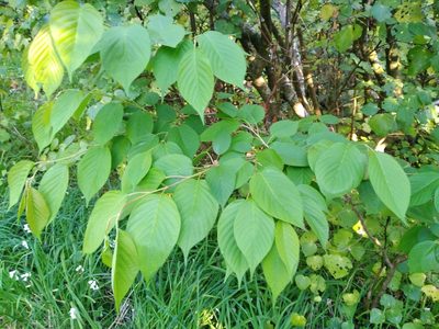 Prunus serrulata, photographed by Leon Perrie