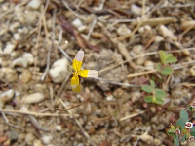 Bidens xanti, photographed by Alexis López Hernández