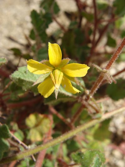 Hermannia palmeri, photographed by Alexis López Hernández