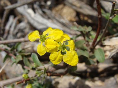 Cottsia californica, photographed by Alexis López Hernández