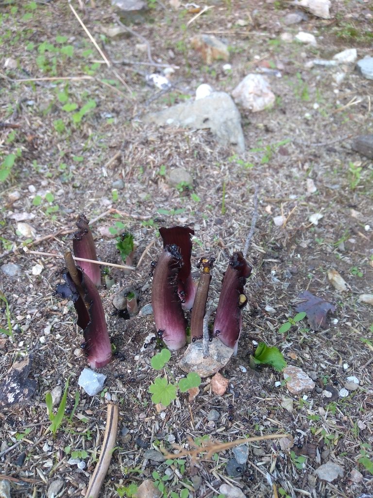 Biarum tenuifolium, photographed by kfa