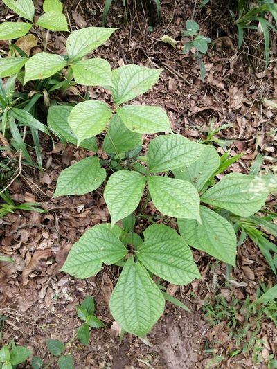 Dioscorea dregeana, photographed by Mmatjie Mashao