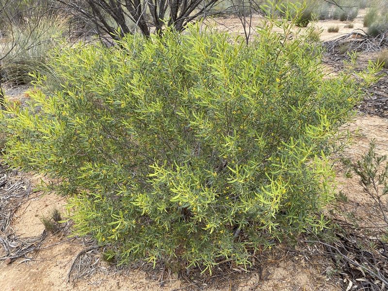 Persoonia quinquenervis, photographed by Ursina Gringer