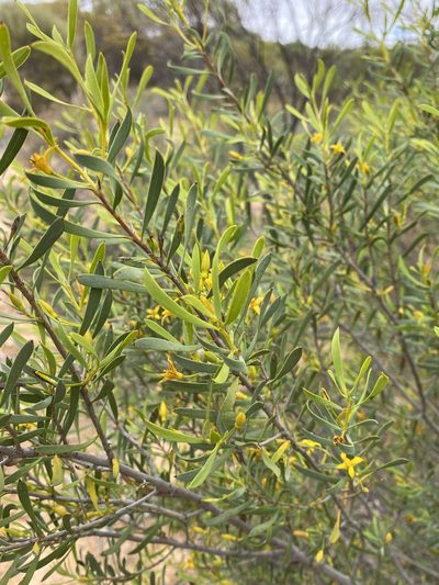 Persoonia quinquenervis, photographed by Ursina Gringer