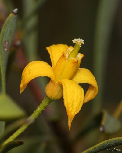 Persoonia quinquenervis, photographed by Ursina Gringer