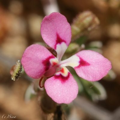 Stylidium dielsianum, photographed by Ursina Gringer