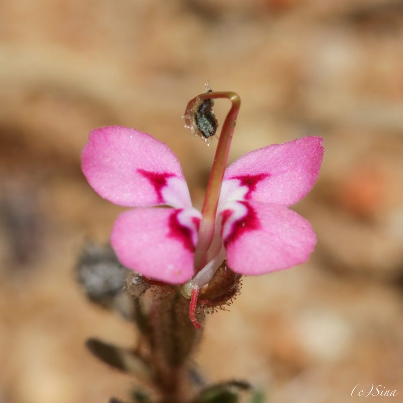 Stylidium dielsianum, photographed by Ursina Gringer