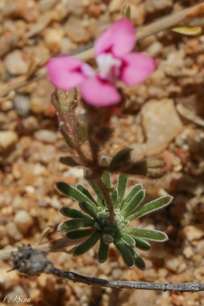 Stylidium dielsianum, photographed by Ursina Gringer