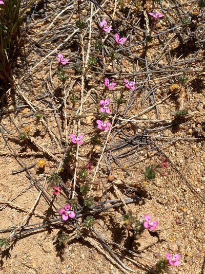 Stylidium dielsianum, photographed by Ursina Gringer