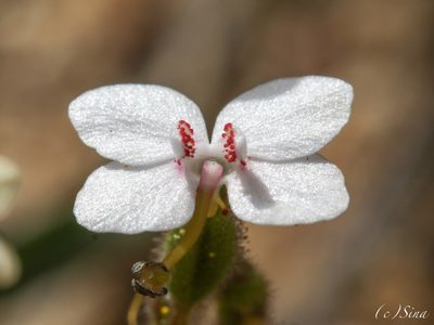 Stylidium yilgarnense, photographed by Ursina Gringer