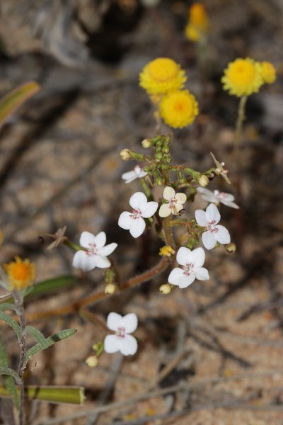 Stylidium yilgarnense, photographed by Ursina Gringer