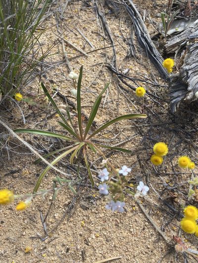 Stylidium yilgarnense, photographed by Ursina Gringer