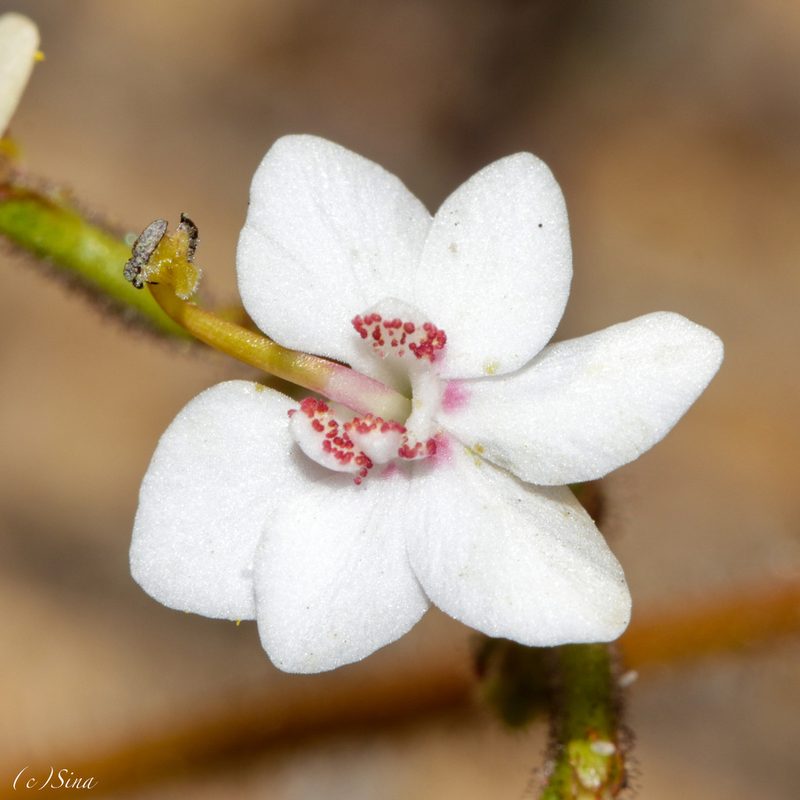 Stylidium yilgarnense, photographed by Ursina Gringer