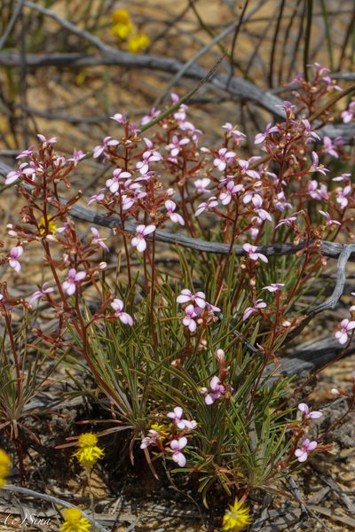 Stylidium leptophyllum, photographed by Ursina Gringer