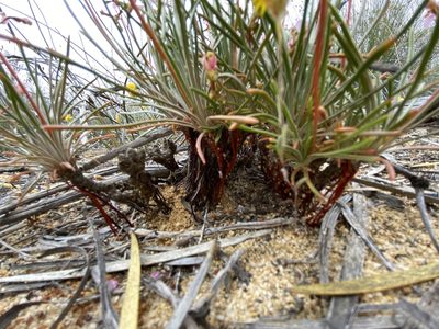 Stylidium leptophyllum, photographed by Ursina Gringer