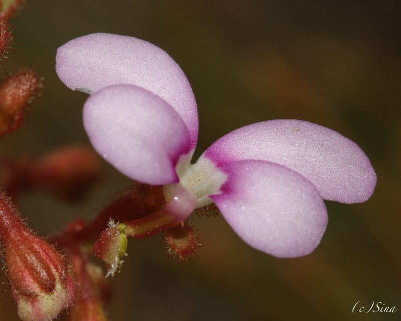 Stylidium leptophyllum, photographed by Ursina Gringer