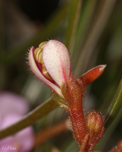 Stylidium leptophyllum, photographed by Ursina Gringer