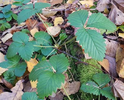 Fragaria moschata, photographed by Dmitry Tikhonov