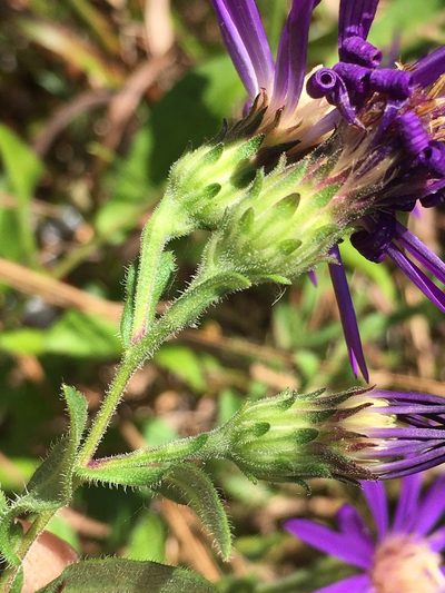 Symphyotrichum georgianum, photographed by Becky Dill