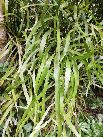Muehlenbeckia platyclada, photographed by Mmatjie Mashao