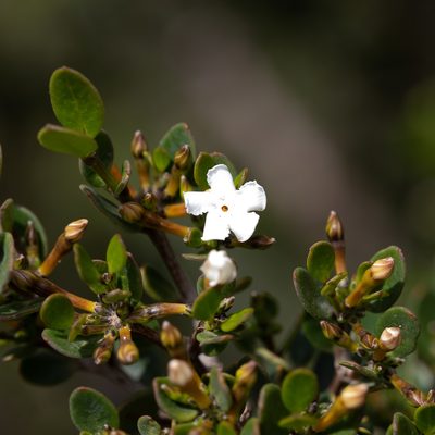 Alyxia buxifolia, photographed by Kym Nicolson
