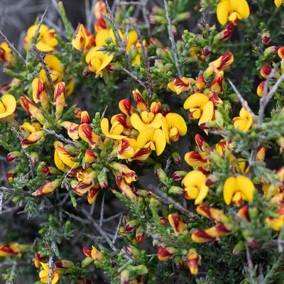 Eutaxia microphylla, photographed by Kym Nicolson