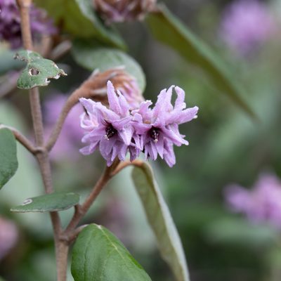 Lasiopetalum discolor, photographed by Kym Nicolson