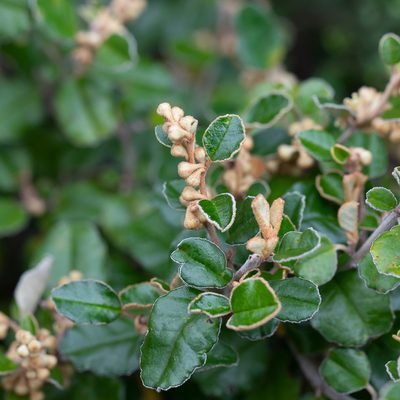 Pomaderris paniculosa, photographed by Kym Nicolson