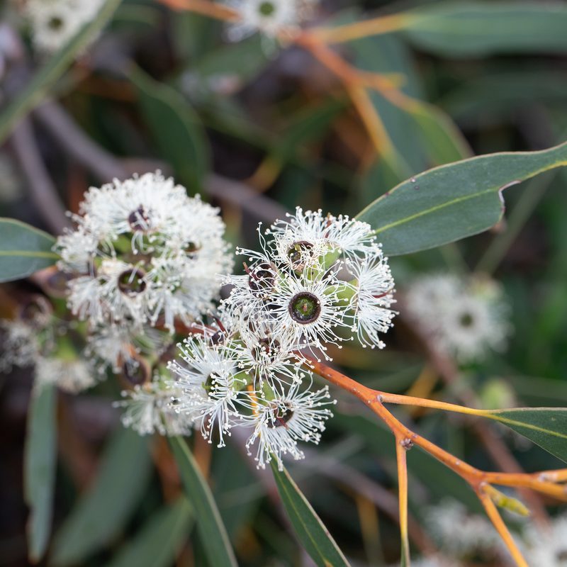 Eucalyptus diversifolia, photographed by Kym Nicolson