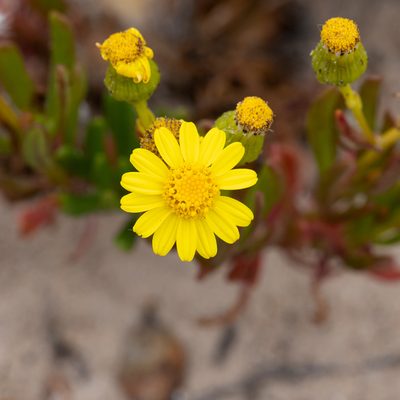 Senecio pinnatifolius, photographed by Kym Nicolson