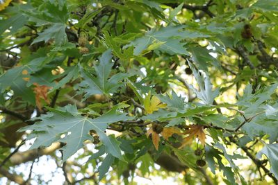 Platanus orientalis, photographed by Stephen James McWilliam